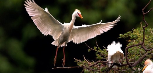 Este 9 de mayo es el Día Internacional de las Aves Migratorias, Bogotá es una de las ciudades con mayor número de especies
