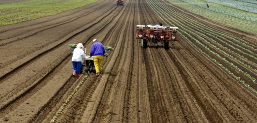 Empresarios colombianos crean una molécula fungicida y desinfectante orgánico para el agro