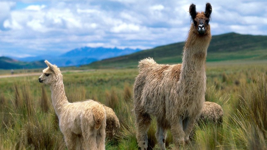 Foto tomada de Internet