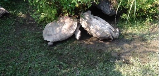 Heroica tortuga rescata a otra que estaba en apuros, lo más visto en redes sociales