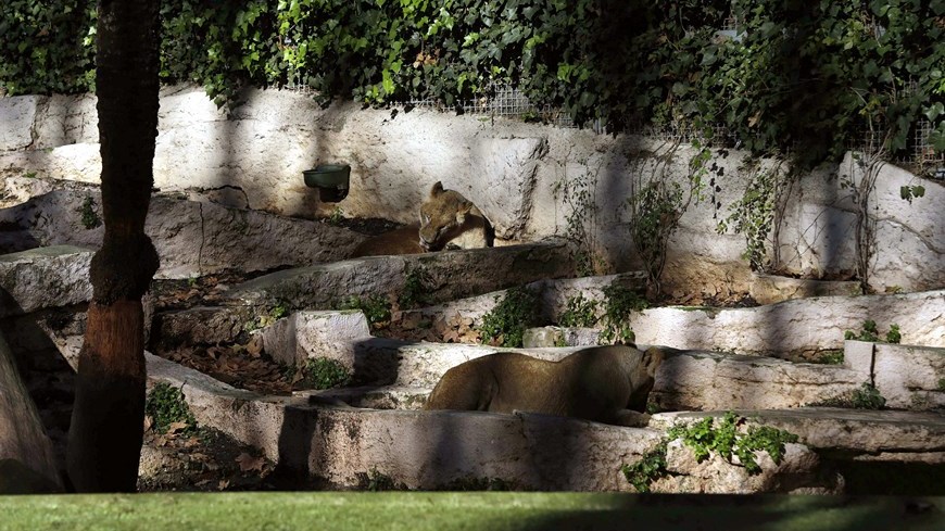 zoologico barcelona, leones