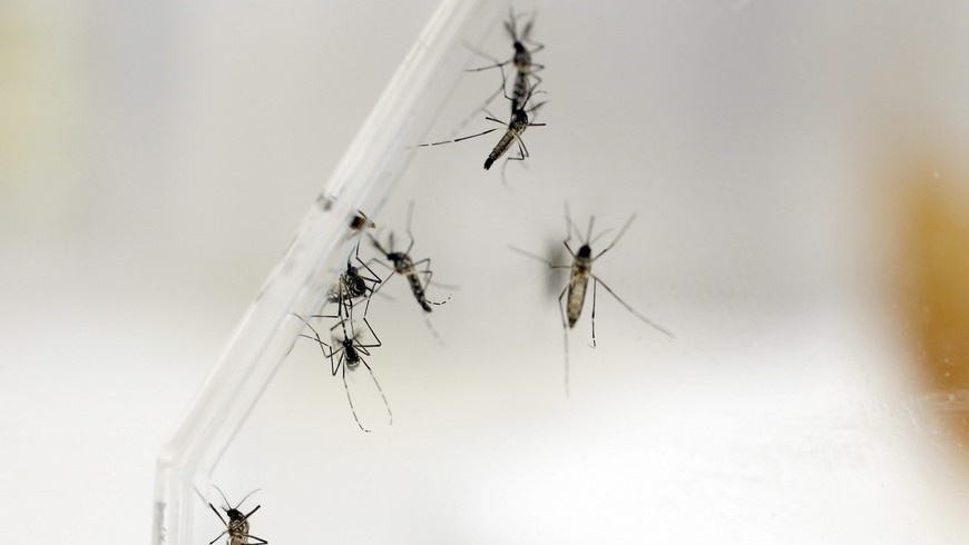 El chikunguña solo puede adquirirse una vez y no provoca la muerte, pero sí se han registrado decesos debido a complicaciones por condiciones ya existentes en los pacientes como el cáncer, la obesidad, la diabetes, el asma y la hipertensión. EFE/Archivo