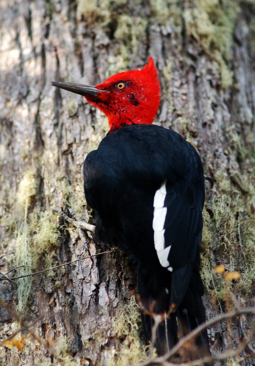 EL PÁJARO CARPINTERO MÁS GRANDE DE AMÉRICA SE QUEDA SIN CASA