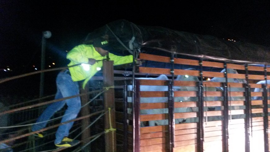 En el norte del Valle de Aburrá recuperaron 35 bovinos robados en Tarso 3 Foto: Policía Antioquia