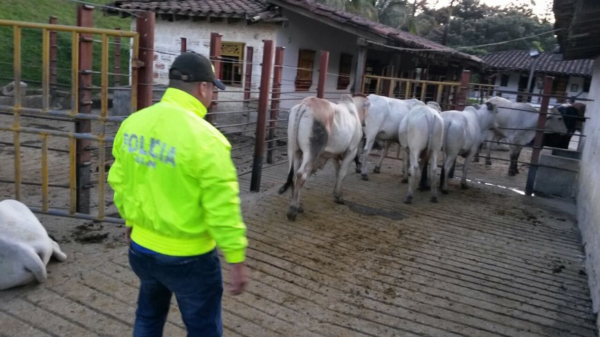 En el norte del Valle de Aburrá recuperaron 35 bovinos robados en Tarso 2 Foto: Policía Antioquia