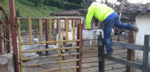 GANADO RECUPERADO 4