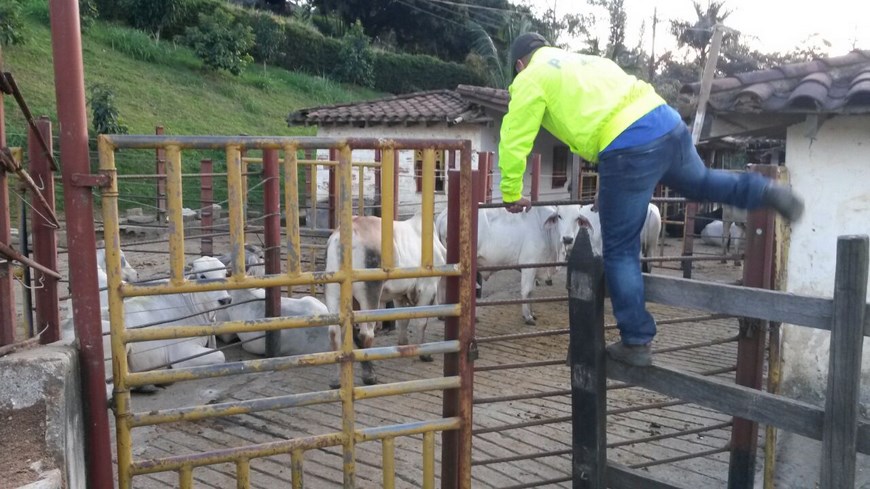 En el norte del Valle de Aburrá recuperaron 35 bovinos robados en Tarso 5 Foto: Policía Antioquia