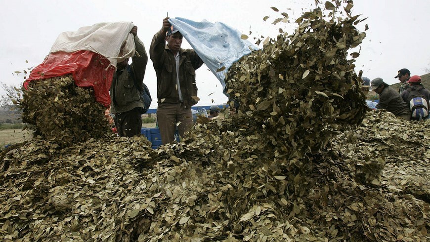 Hoja de Coca