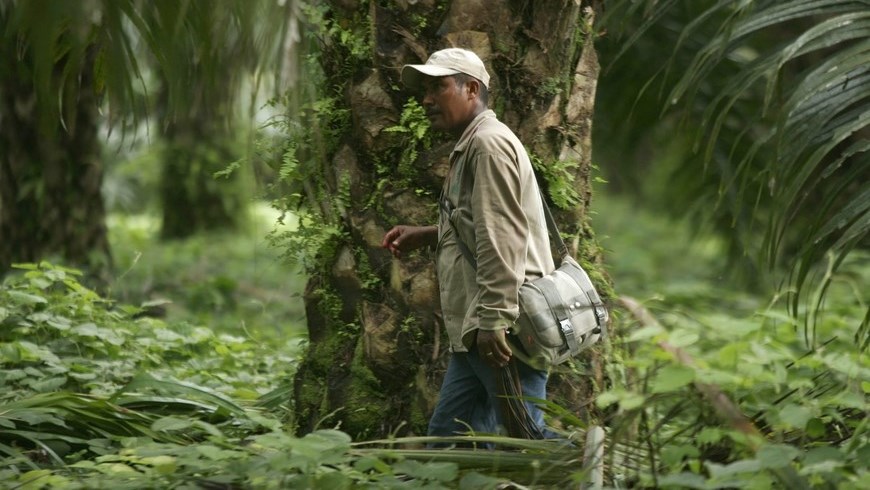 Un trabajador recorre un cultivo de palma de aceite que produce los frutos para procesarlos en una planta extractora de aceite en María La Baja (Colombia). EFE/Archivo 