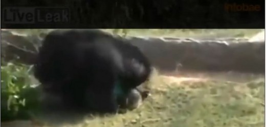 Escalofriante video: Osa mata a un agricultor en la India