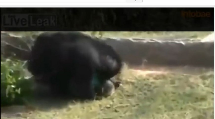 ataque de oso en la india 