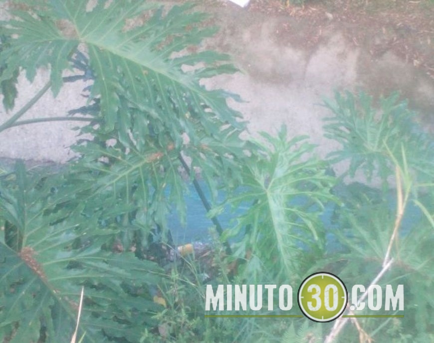 color verde quebrada de alfonso lopez (4)(1)