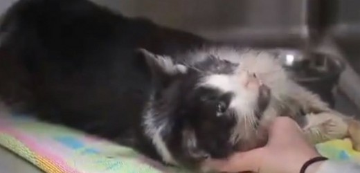 Conozca la historia del gato que regresó de la muerte