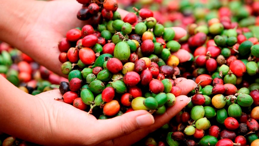 En un comunicado de la Embrapa, la estatal señaló que su división de Recursos Genéticos y Biotecnología y la UnB lograron "identificar fragmentos de proteína (péptidos) inéditos en el café con efecto similar al de la morfina, o sea, presentan actividad analgésica y ansiolítico". EFE/Archivo