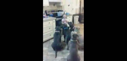 En Video: Mira cómo una niña de 4 años domina a seis perros pitbull hambrientos