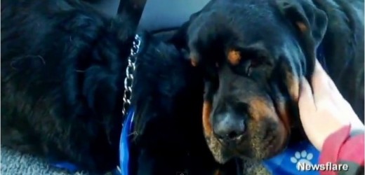 Conmovedor: Perro llora junto al cuerpo de su hermano