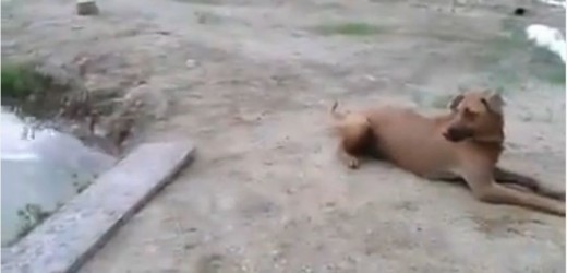 Un hombre fingió su muerte y así reaccionó su perro. Video