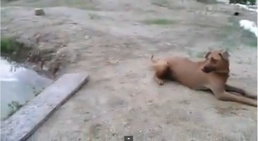 perro salvo a su amo (Copiar)