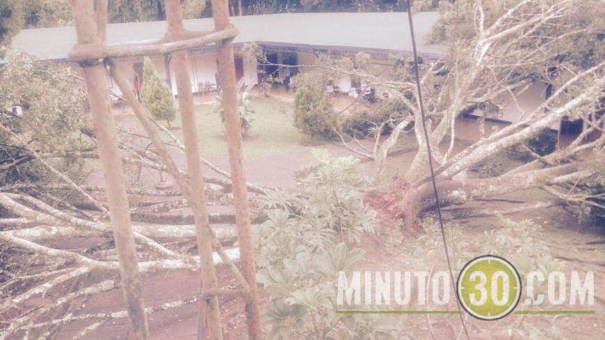 ÁRBOL CAÍDO EN LOS BALSOS (2)