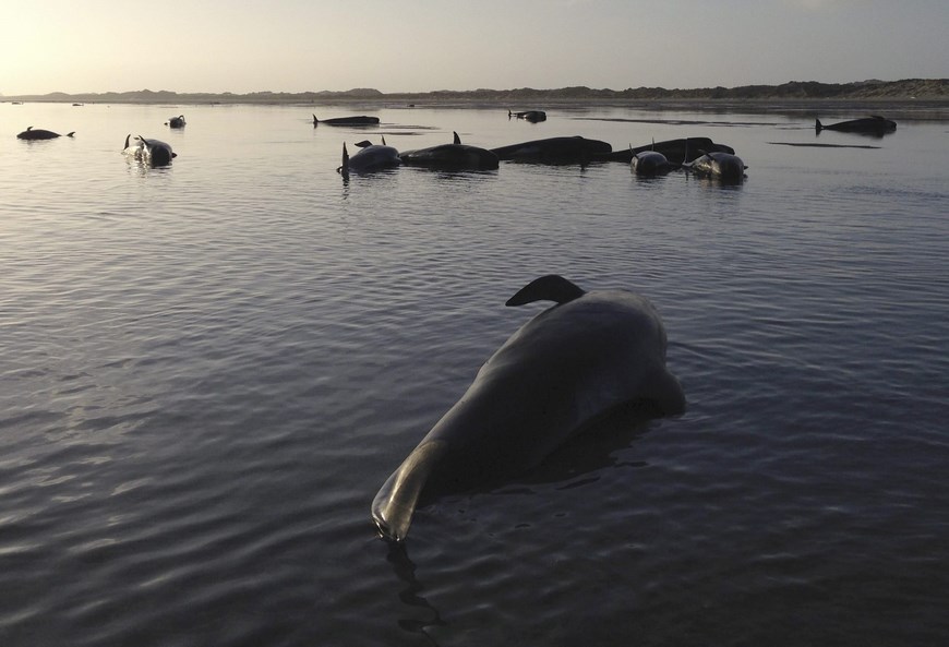 New Zealand volunteers trying to save stranded whales
