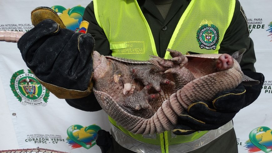 Foto: Policía Antioquia