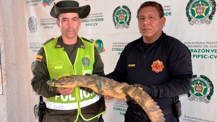 Babilla rescata. Foto: Policía Antioquia