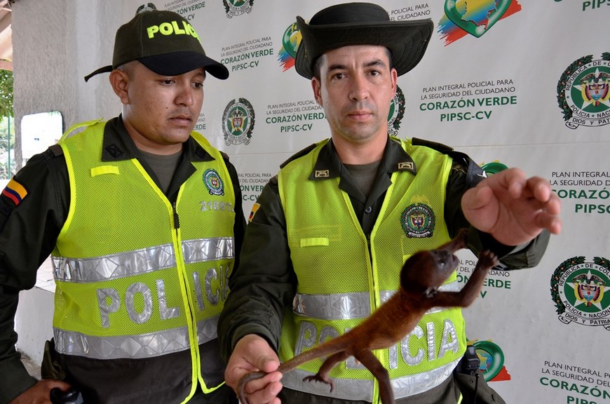 Mono aullador. Foto: Policía Antioquia