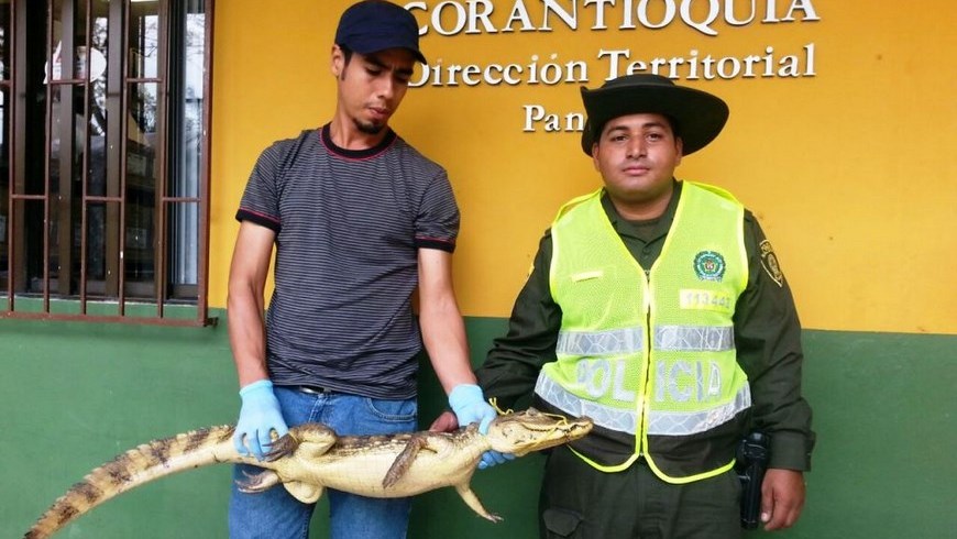 Babilla rescatada. Foto: Policía Antioquia.