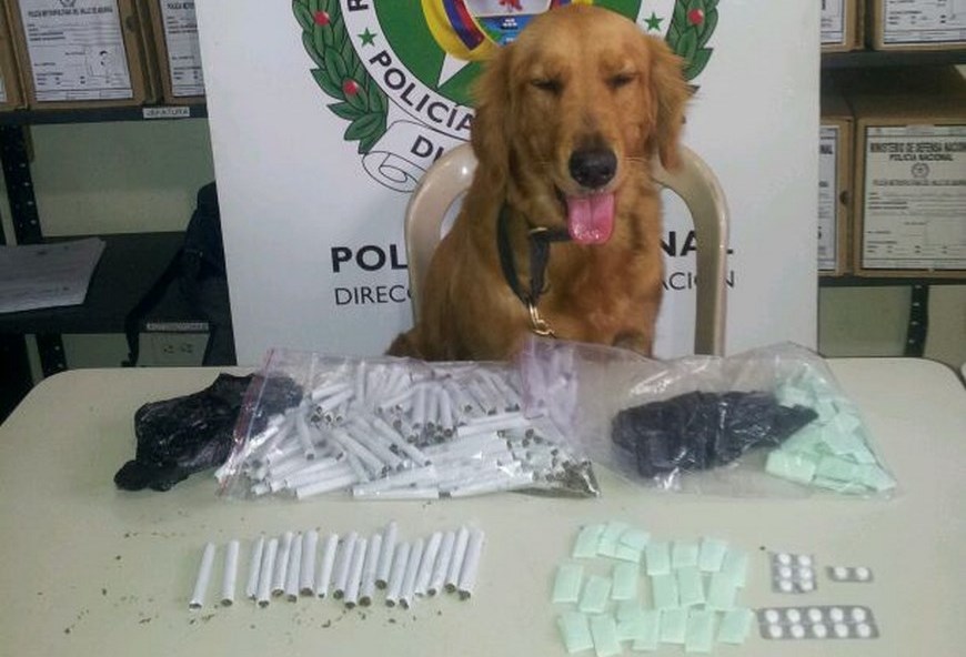 En el barrio La Mansión cayó un presunto 'jíbaro' del combo 'Morro Chispas' 2 La perra Marha con los cigarrillos de marihuana incautados. Foto: Cortesía