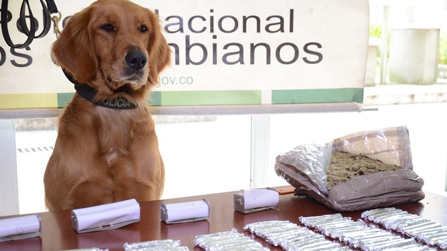 Marihuana incautada con ayuda de canino en La Mansión. Foto: Policía Metropolitana