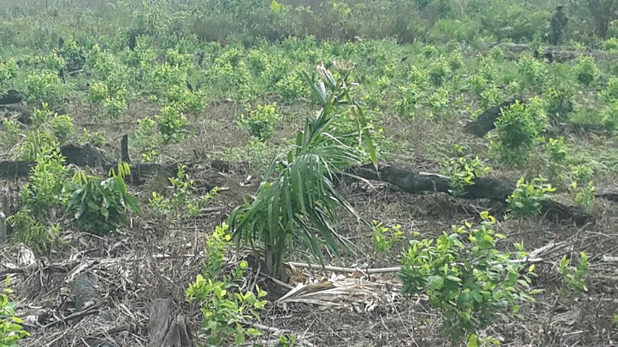Foto: Fuerzas Militares