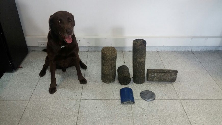Fotos: 'Beckham' descubrió marihuana que iba a ser enviada desde Rionegro a San Andrés 2 Cortesía Policía Antioquia