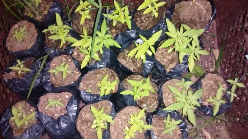Fotos: Autoridades erradicaron un cultivo de marihuana en el municipio de San Jerónimo 4 Foto: Cortesía Policía Antioquia