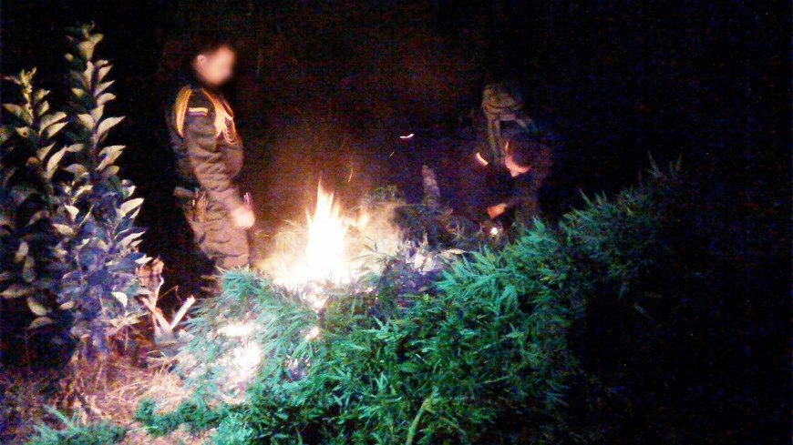 Fotos: Autoridades erradicaron un cultivo de marihuana en el municipio de San Jerónimo 5 Foto: Cortesía Policía Antioquia