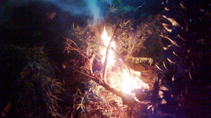 Fotos: Autoridades erradicaron un cultivo de marihuana en el municipio de San Jerónimo 6 Foto: Cortesía Policía Antioquia