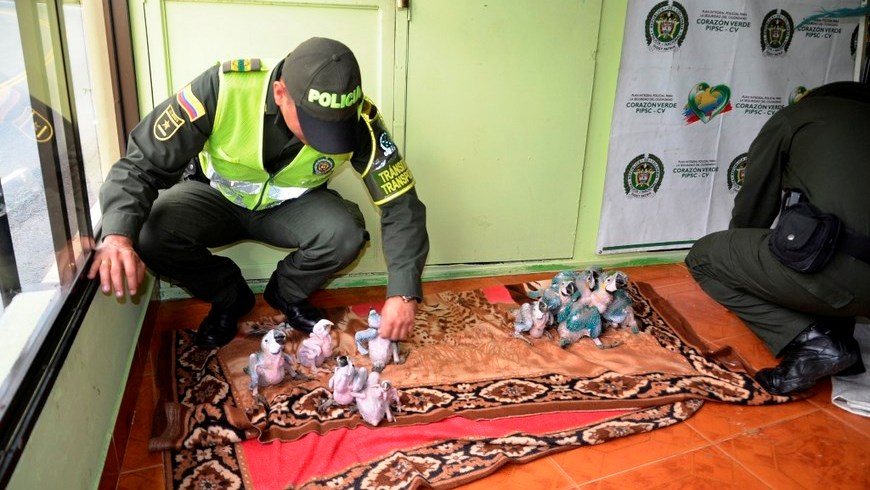 Foto: Policía Antioquia