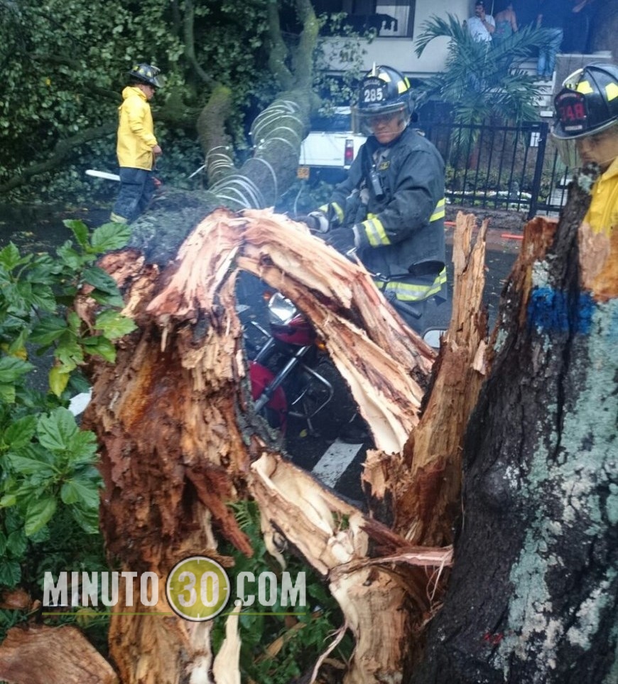 SE CAYÓ UN ÁRBOL EN LAURELES (2)