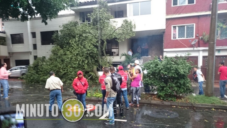 SE CAYÓ UN ÁRBOL EN LAURELES (3)