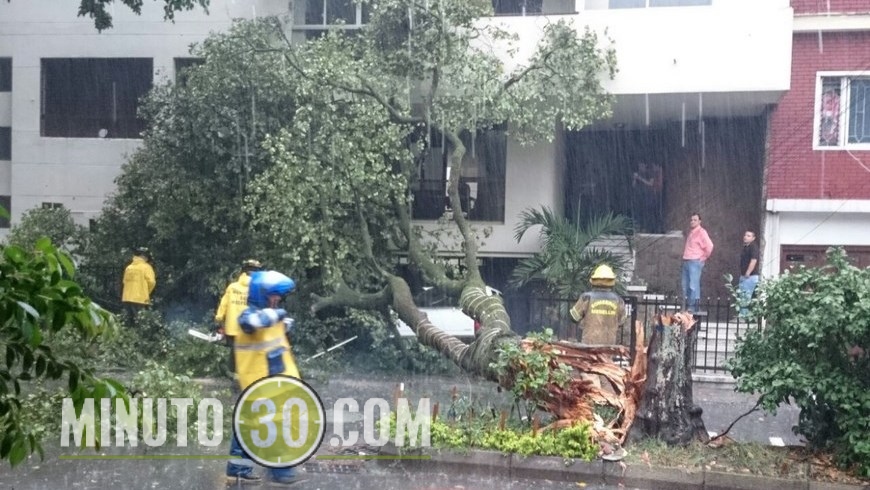 SE CAYÓ UN ÁRBOL EN LAURELES (4)