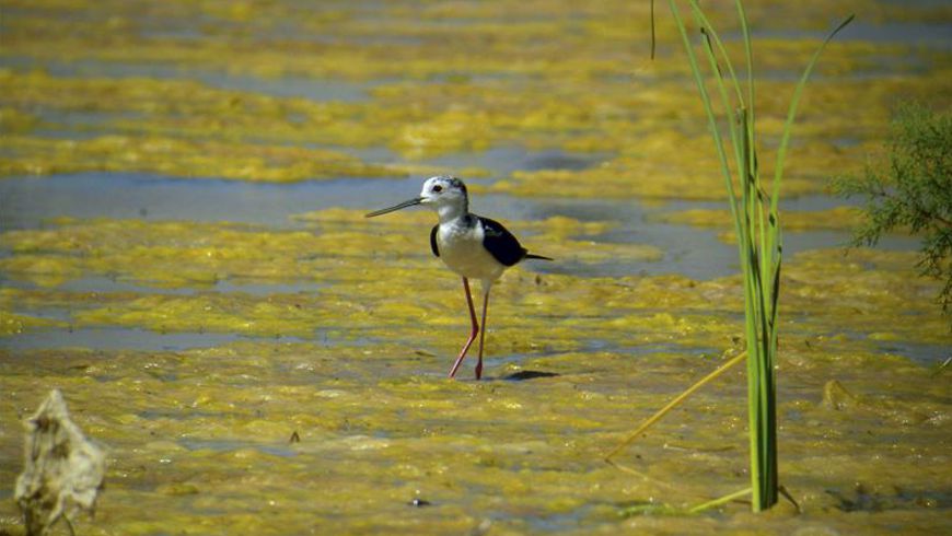 Según la Política Nacional de Humedales Interiores, estos ecosistemas están representados principalmente en ciénagas, lagunas, pantanos, sabanas y bosques inundados. EFE