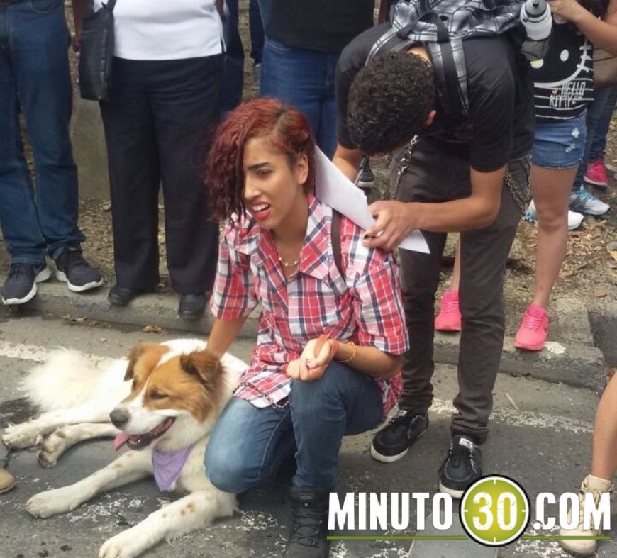 marcha animales (12)(1)
