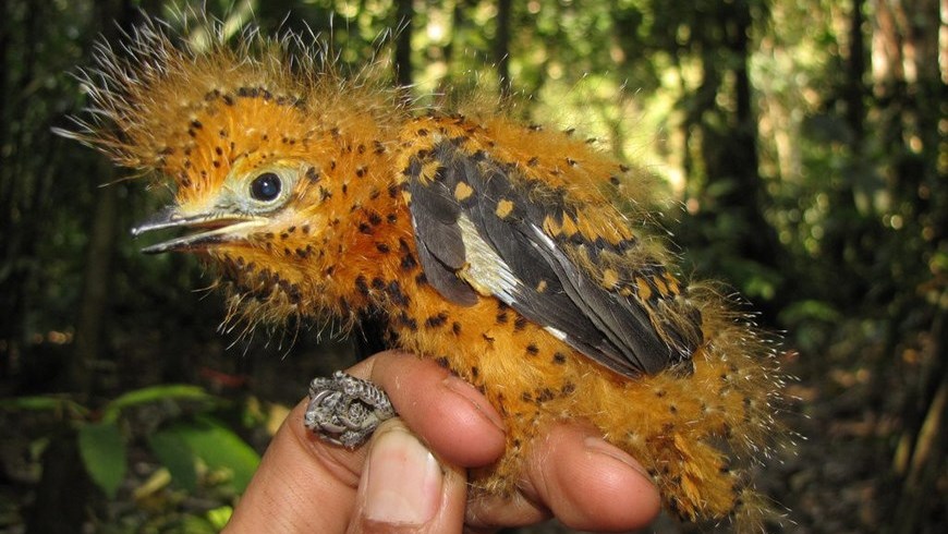 polluelo de la Amazonía