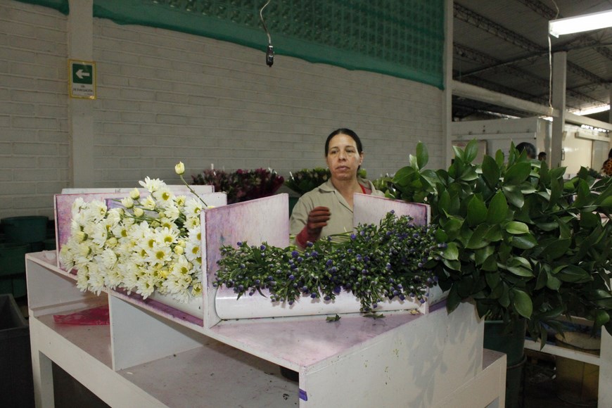 Embajador de Estados Unidos visitó los cultivos de flores del municipio de La Ceja 3 Foto: Cortesía