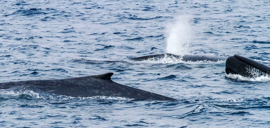 GRABAN MÁS DE 40.000 CANTOS DE BALLENAS AZULES EN LA ANTÁRTIDA