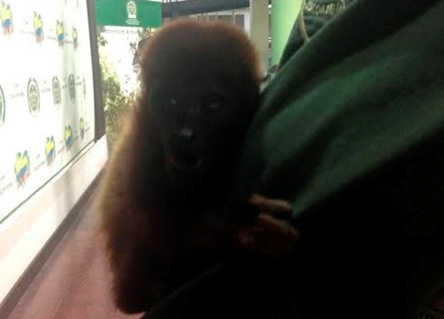 Foto: Policía Metropolitana.