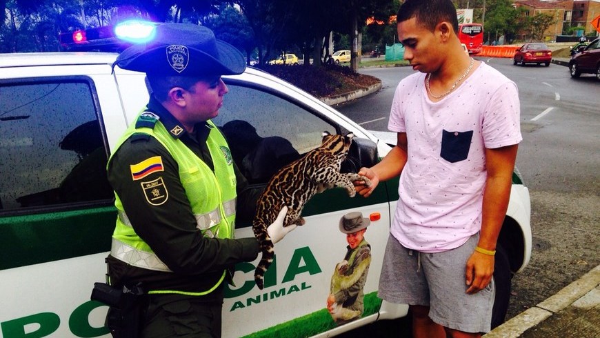 Momento de la entrega del tigrillo en Robledo. Foto: Policía Metropolitana.