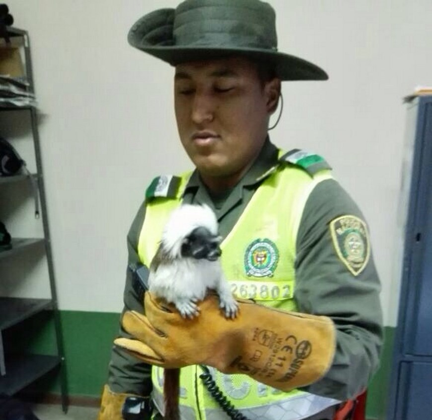 Foto: Policía Metropolitana.