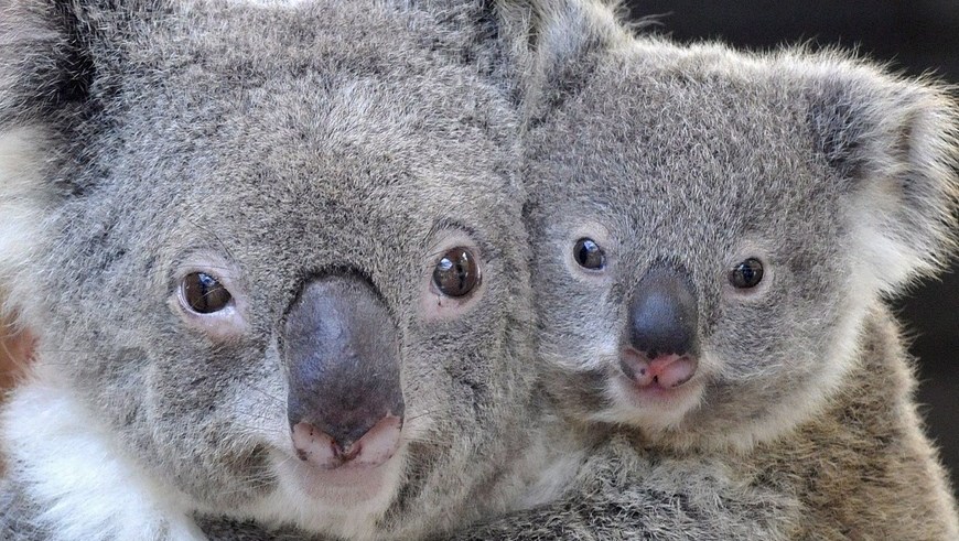 Koalas