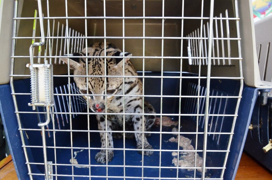 Tigrillo. Foto: Policía Antioquia.