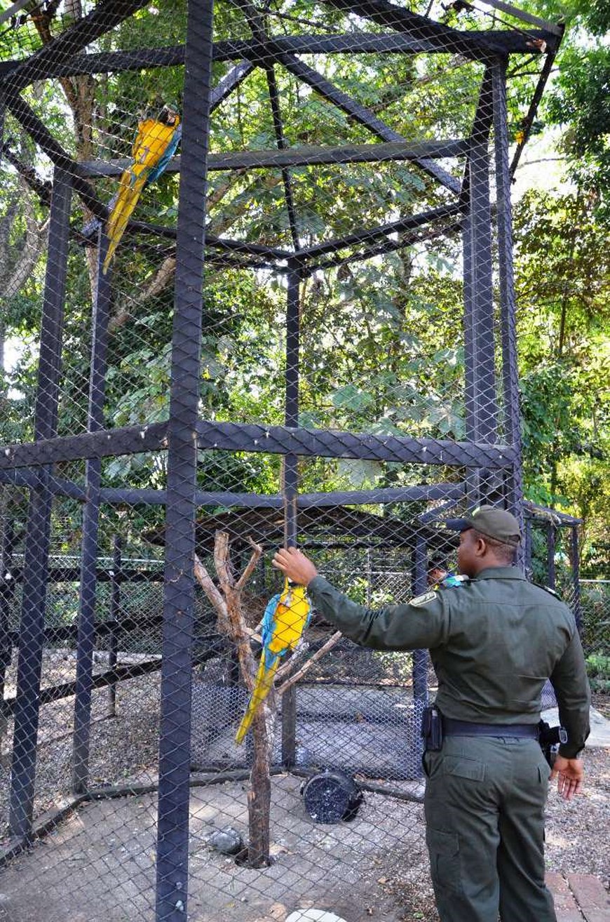 Guacamayas. Foto: Policía Antioquia.